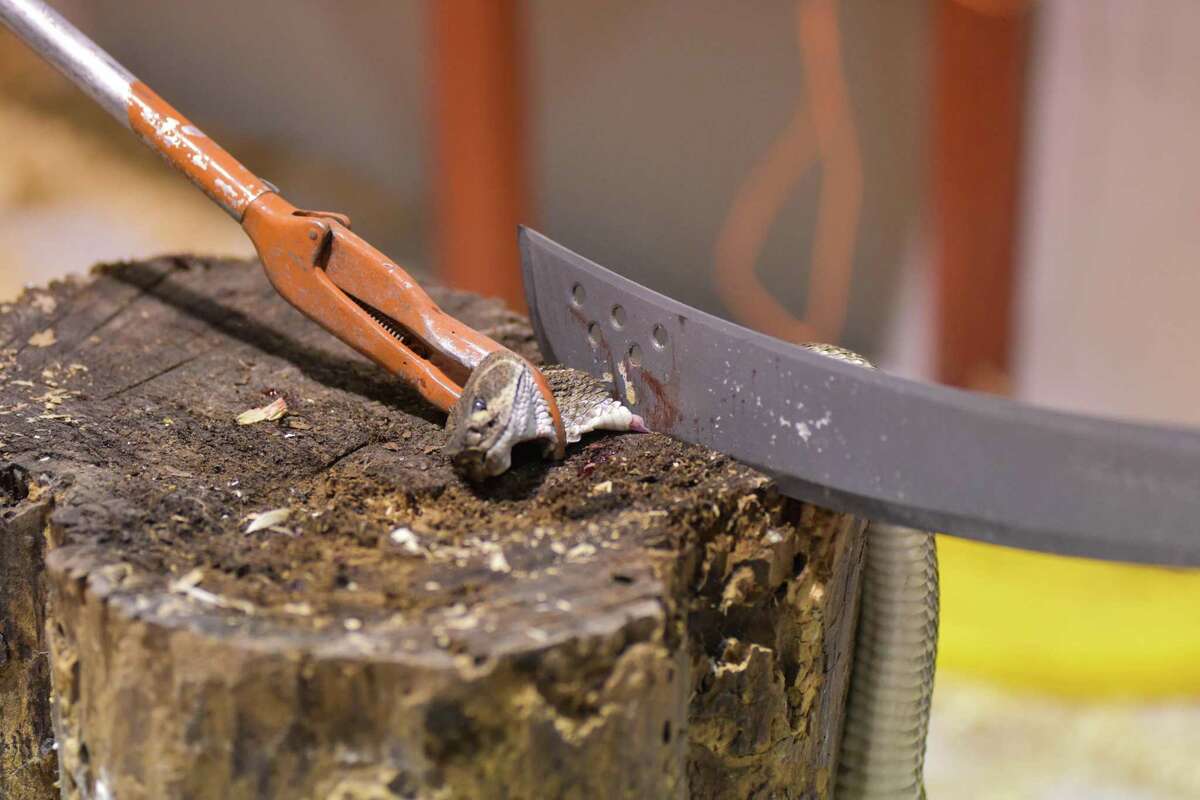 As other rattlesnake roundups fade, Sweetwater is going strong