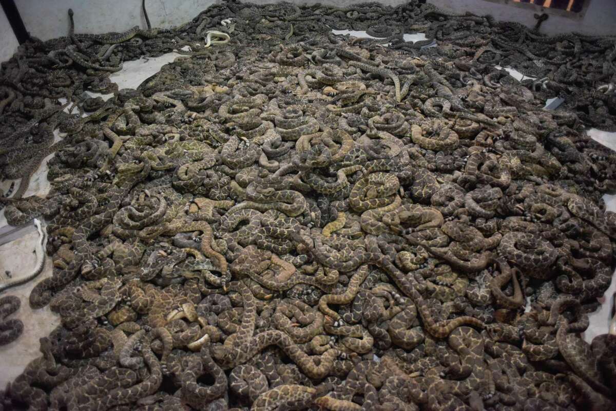 Sweetwater Rattlesnake Roundup kinda like a county fair, except for the