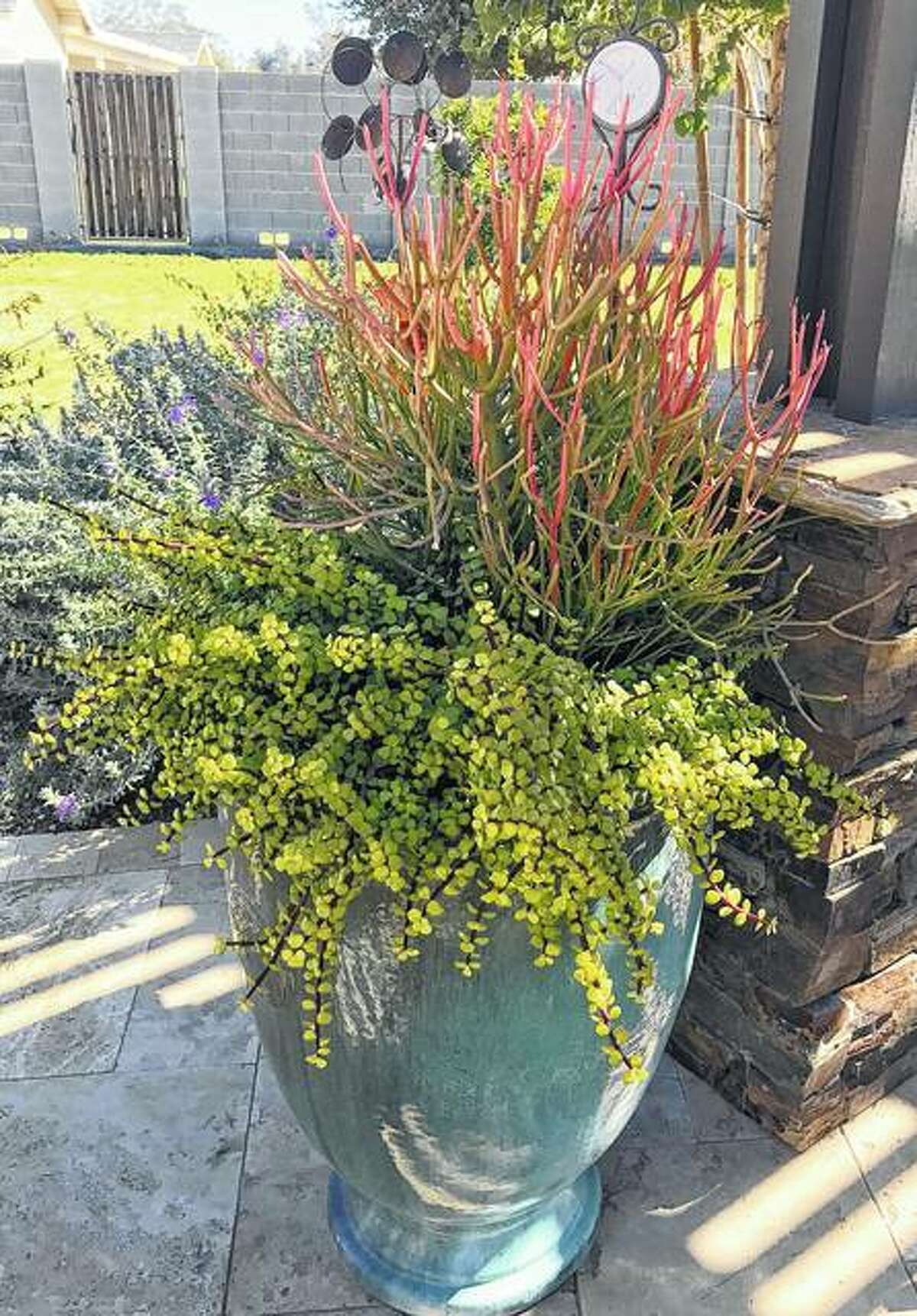 “Sticks on Fire” Euphorbia tirucalli and Elephants Food (Portularcaria afra) make a stunning container garden in Queen Creek, Arizona.