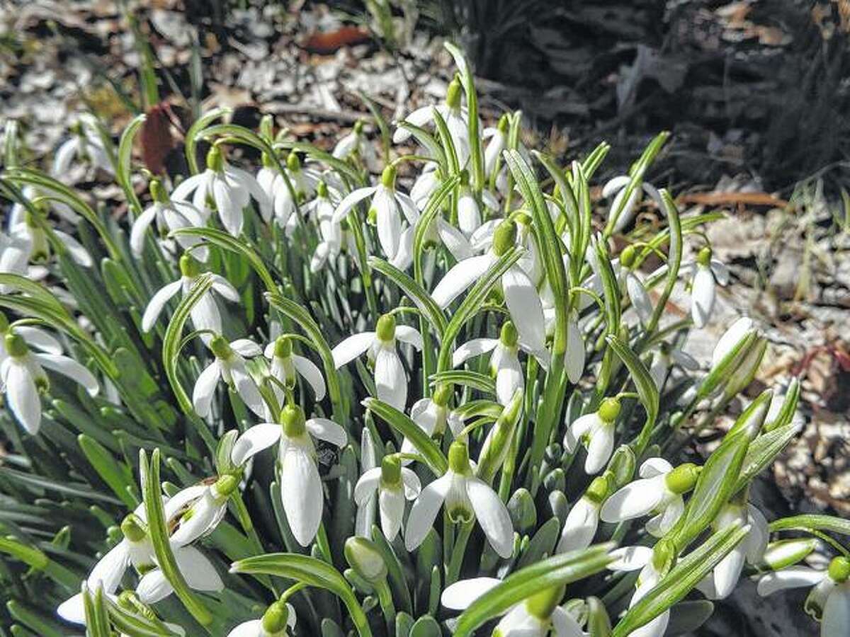 Flowers known as snowdrops spring forth around Washington Park in Springfield.