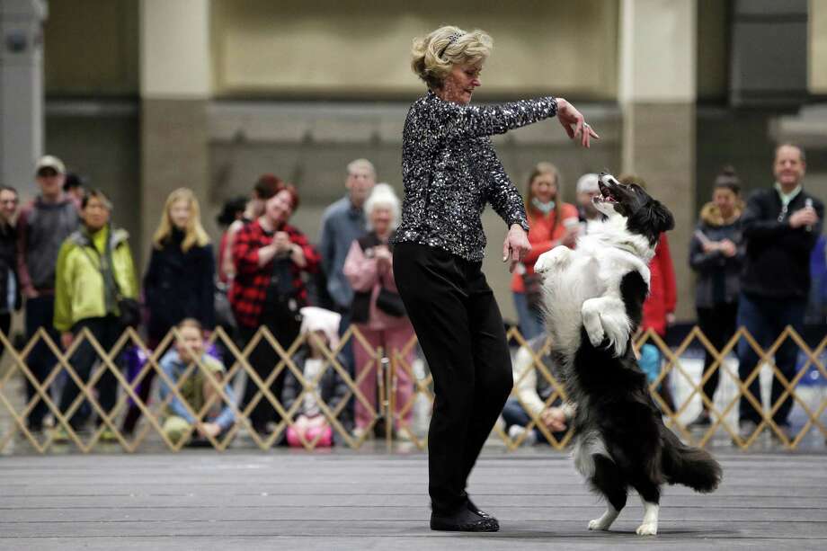   Which cities are best for dog friendliness - and where are you going to take the man's best friend?
Click through to see what Yelp suggests for the top ten dog-friendly cities. Photo: GENNA MARTIN, SEATTLEPI.COM / SEATTLEPI.COM 