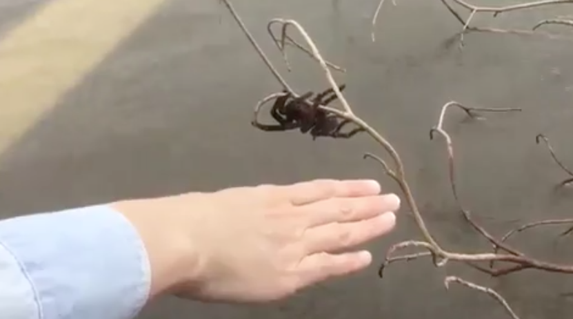 WATCH: Thousands of spiders take refuge in Australia after devastating  floods