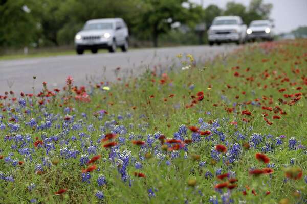 Wildflower Season Has Started In South Texas Expressnewscom - 