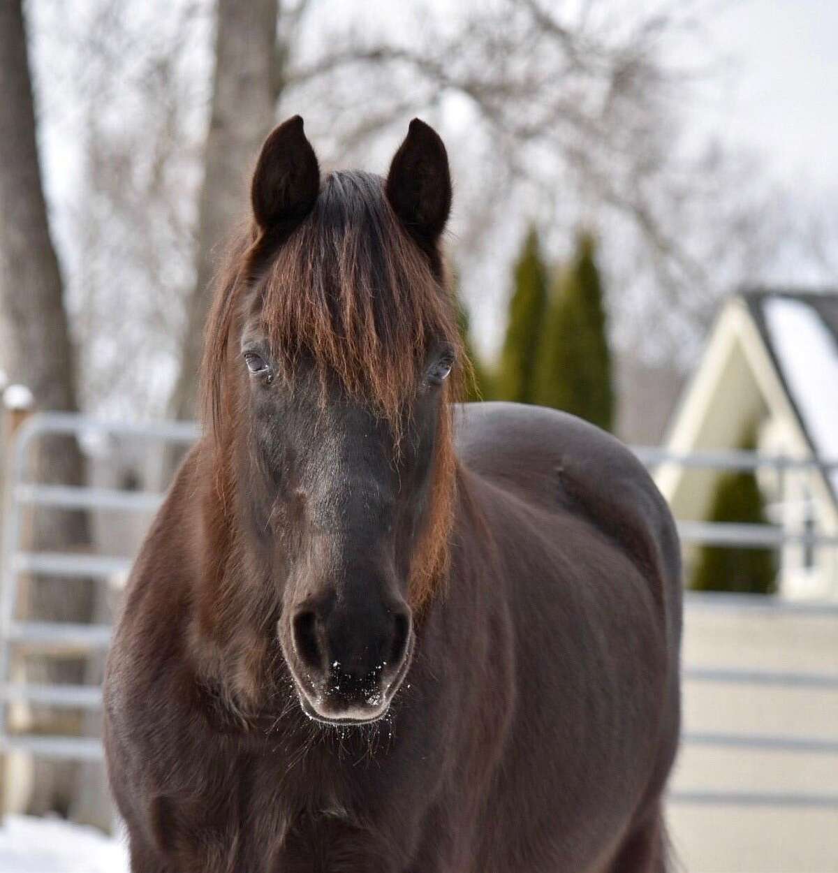 Attendees of HORSE's upcoming volunteer day will have an opportunity to meet the farms rescues, including its senior rescue, Mack, a Tennessee Walker.