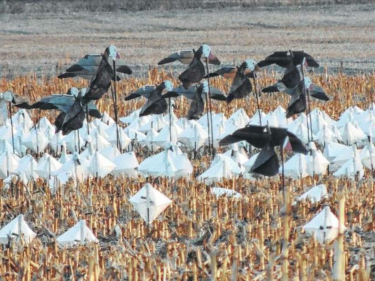 Fake birds fill a field along a Greene County road. Farmers will use decoys to make it appear the area is crowded and help keep real birds away.