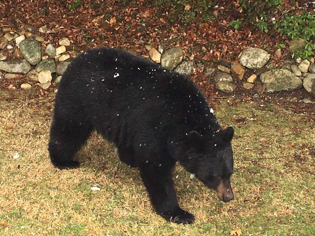 A black bear was sighted in New Milford on March 13, 2018.