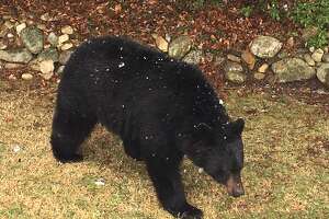 Black bear sighted in New Milford