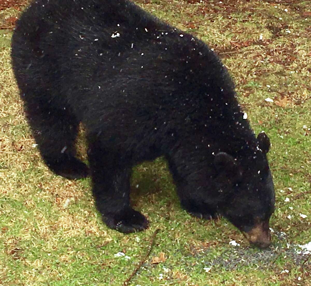 A black bear was sighted in New Milford on March 13, 2018.