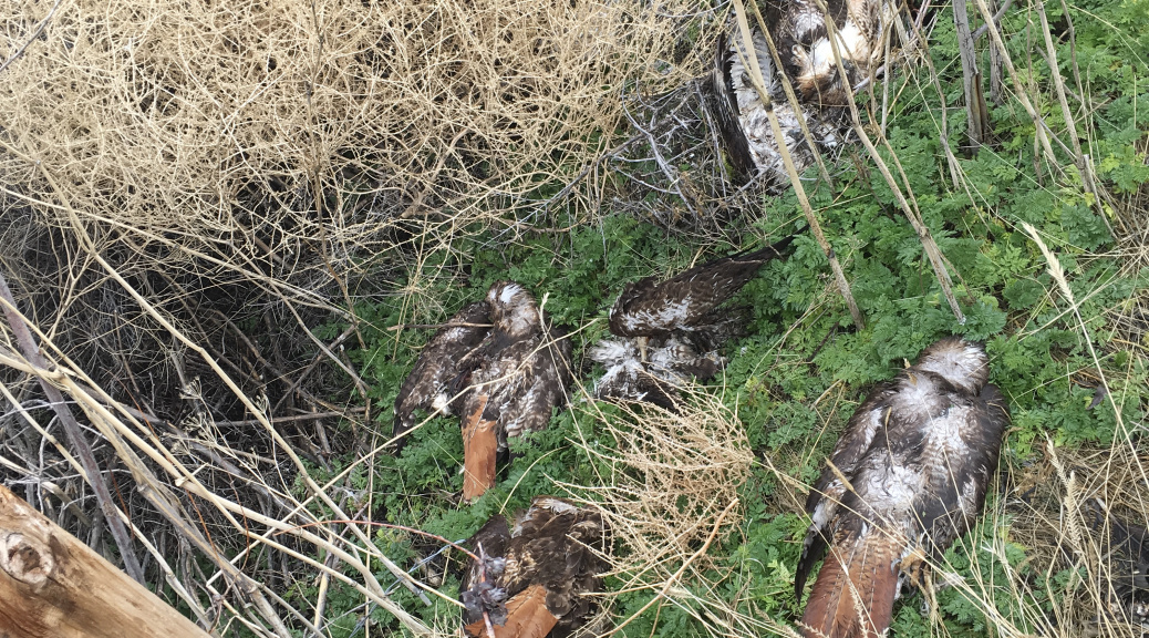 'Like nothing we have ever seen': NorCal man accused of killing more ...