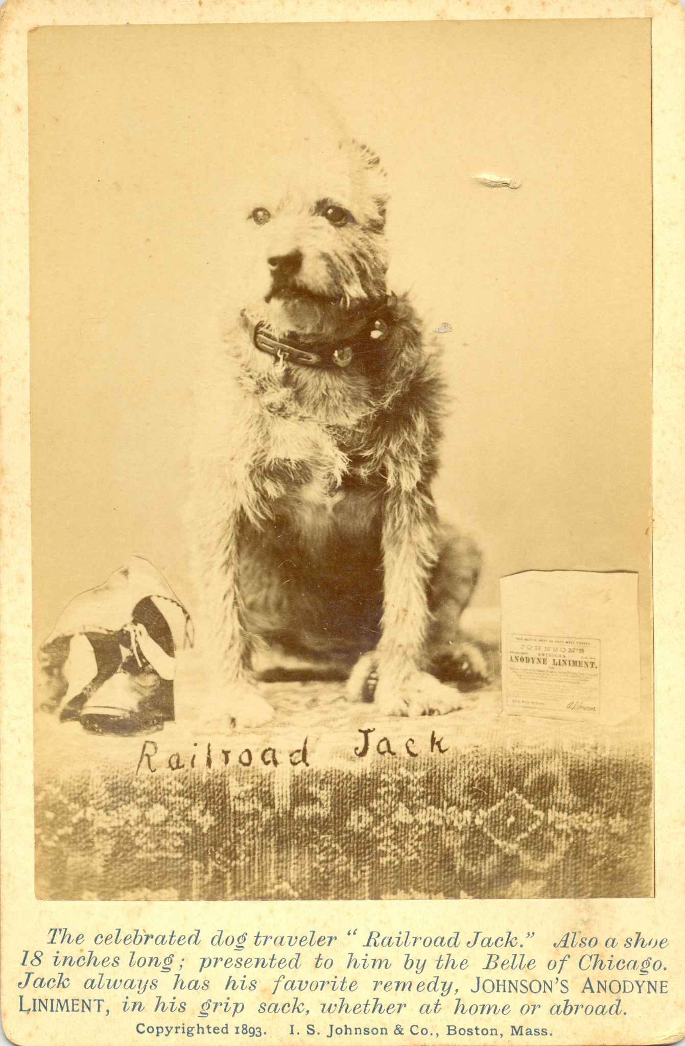 jack and daisy dog lotion