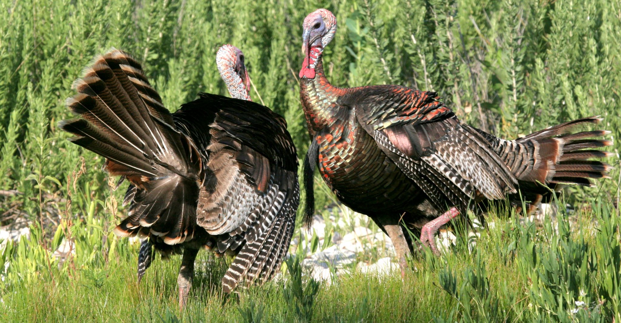 Spring turkey forecast in Texas depends on the zone