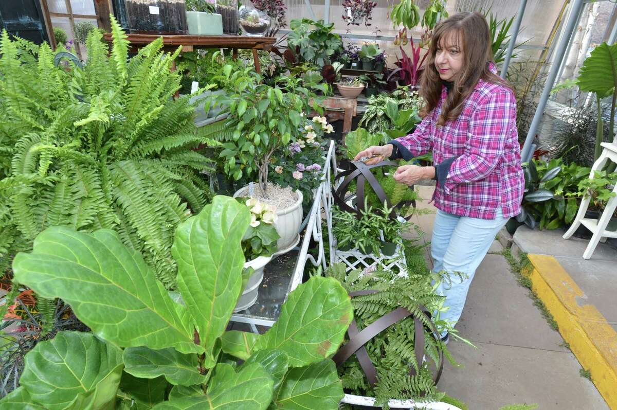 Sue Kelly prunes some of the miniature roses and tends to the houseplants in the greenhouse, getting ready for spring at Reynolds Farms Nursery and Garden Center on Thursday March 15, 2018 in Norwalk Conn.