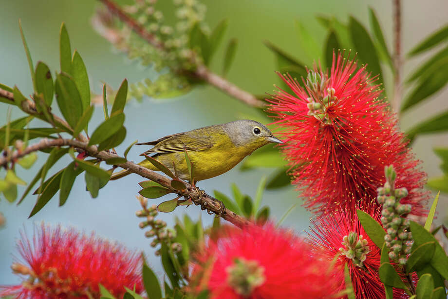 Migrating birds spend spring break in Texas - Houston Chronicle