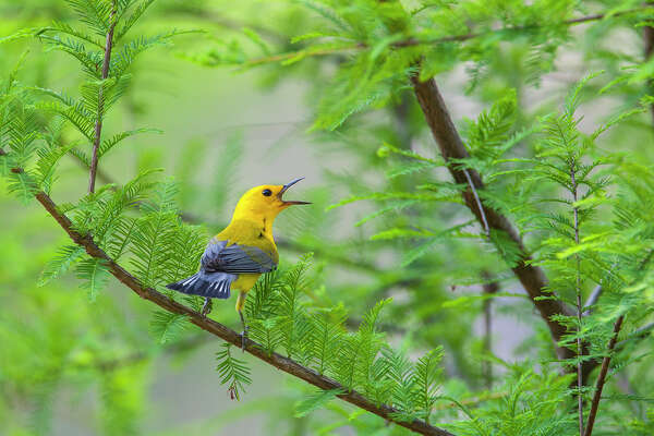 Migrating birds spend spring break in Texas - HoustonChronicle.com