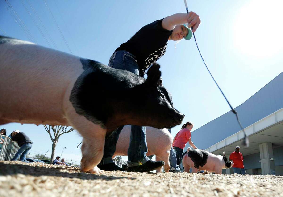 The best photos from the 2018 Houston Livestock Show and Rodeo