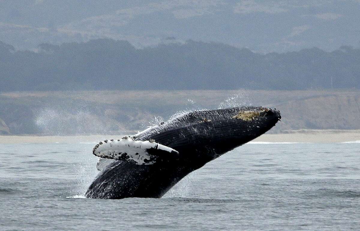 FILE - In this Aug. 7, 2017 file photo, a humpback whale breeches off Half Moon Bay, Calif. Environmental groups and tribes say the federal government is failing to follow the law on protecting humpback whales in a lawsuit filed Thursday, March 15, 2018. (AP Photo/Eric Risberg,File)