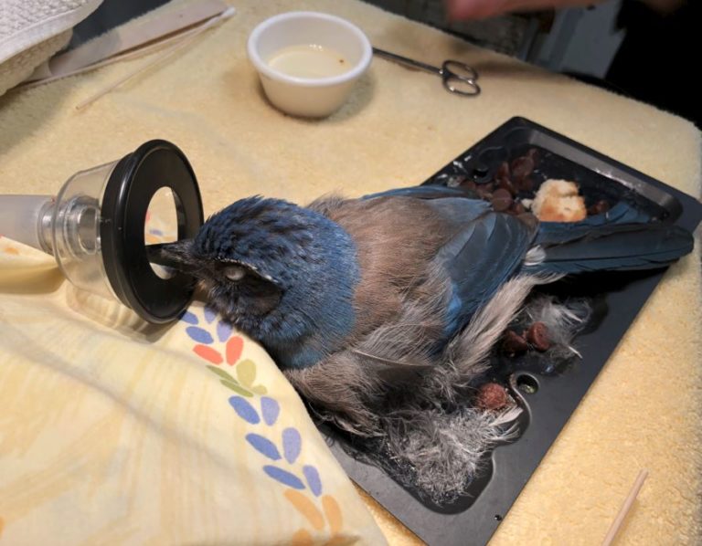 Bird Stuck In Mouse Glue Trap