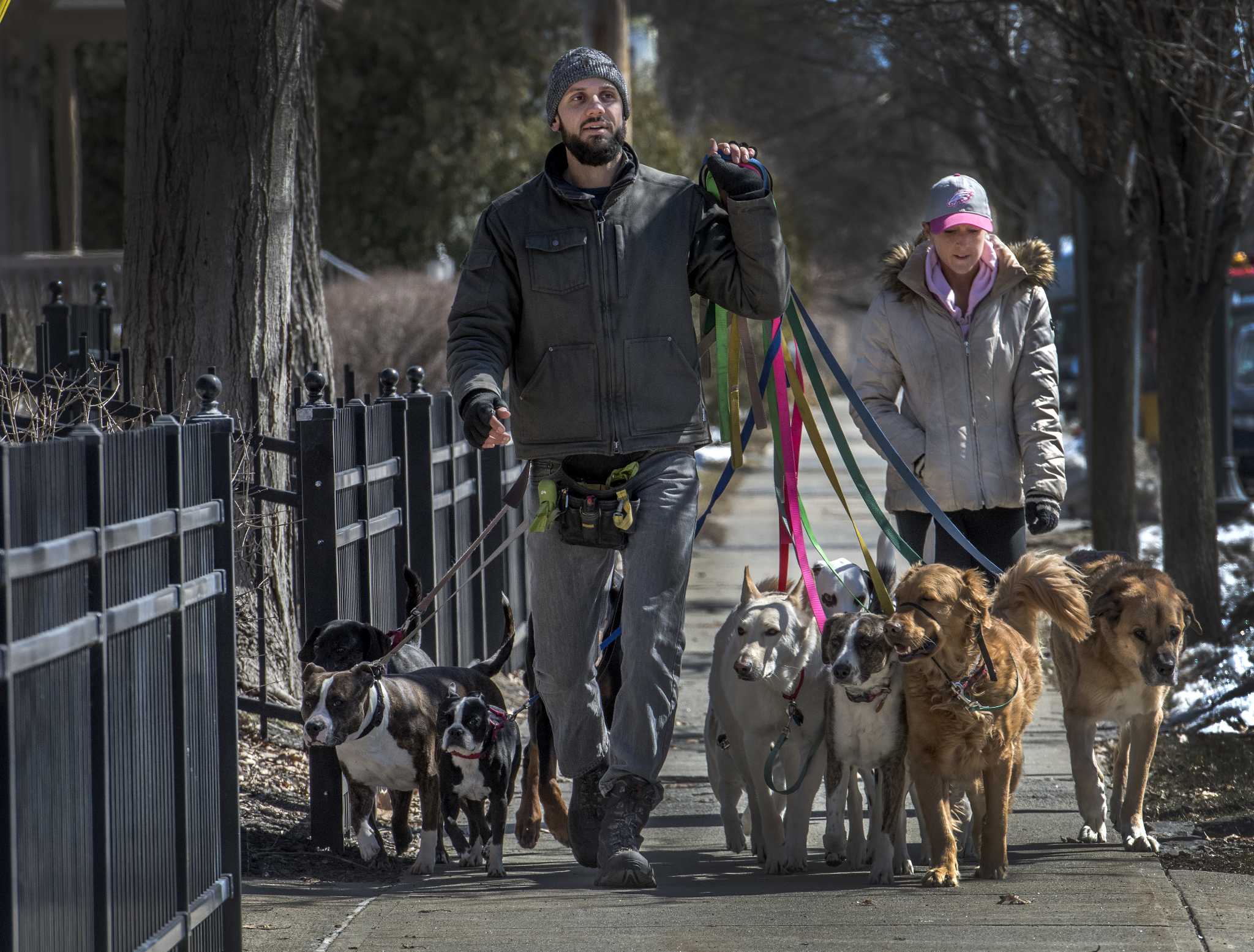 Saratoga dog walker has a big following