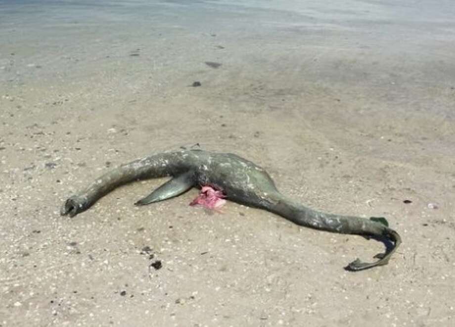 Mysterious 'Nessie'-like Sea Creature Washes Up On Beach - SFGate