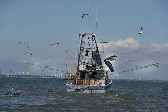 After Hurricane Harvey, Galveston Bay dolphins turned up malnourished and covered with skin lesions, which researchers believe is related to the inundation of freshwater into the bay after Hurricane Harvey. Some studies show that these skin conditions can be the result of pollution. Shrimpers are pictured on the water in Seabrook.