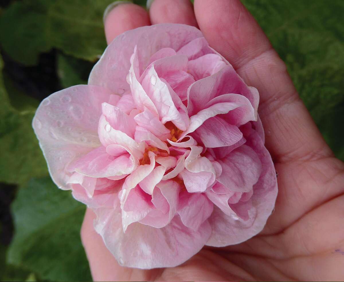 Eye-catching double pink blooms are the hallmark of the new Abutilon "Victorian Lady." Photo: Annie's Annuals & Perennials