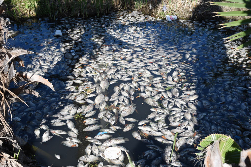 Officials investigate fish kill at retention ponds