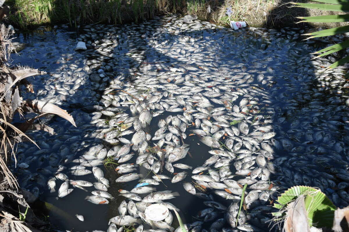Dead fish float along a stream at the Lago Del Mar Apartments lake, Wednesday, March 21, 2018.