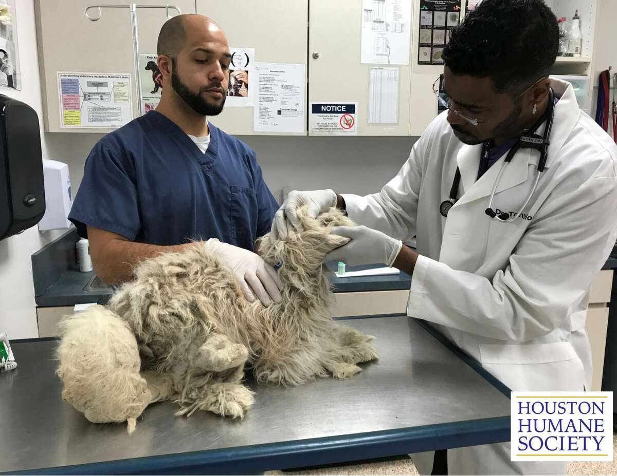 Rescued poodle In March 2018, Harris County deputies discovered four poodles covered in feces, fleas and dirt near the Meadows Place/Alief area. The neglected animals were rescued by the  Houston Humane Society and given veterinary care. Read more: Poodles covered in feces, fleas and matted fur rescued by Houston Humane Society