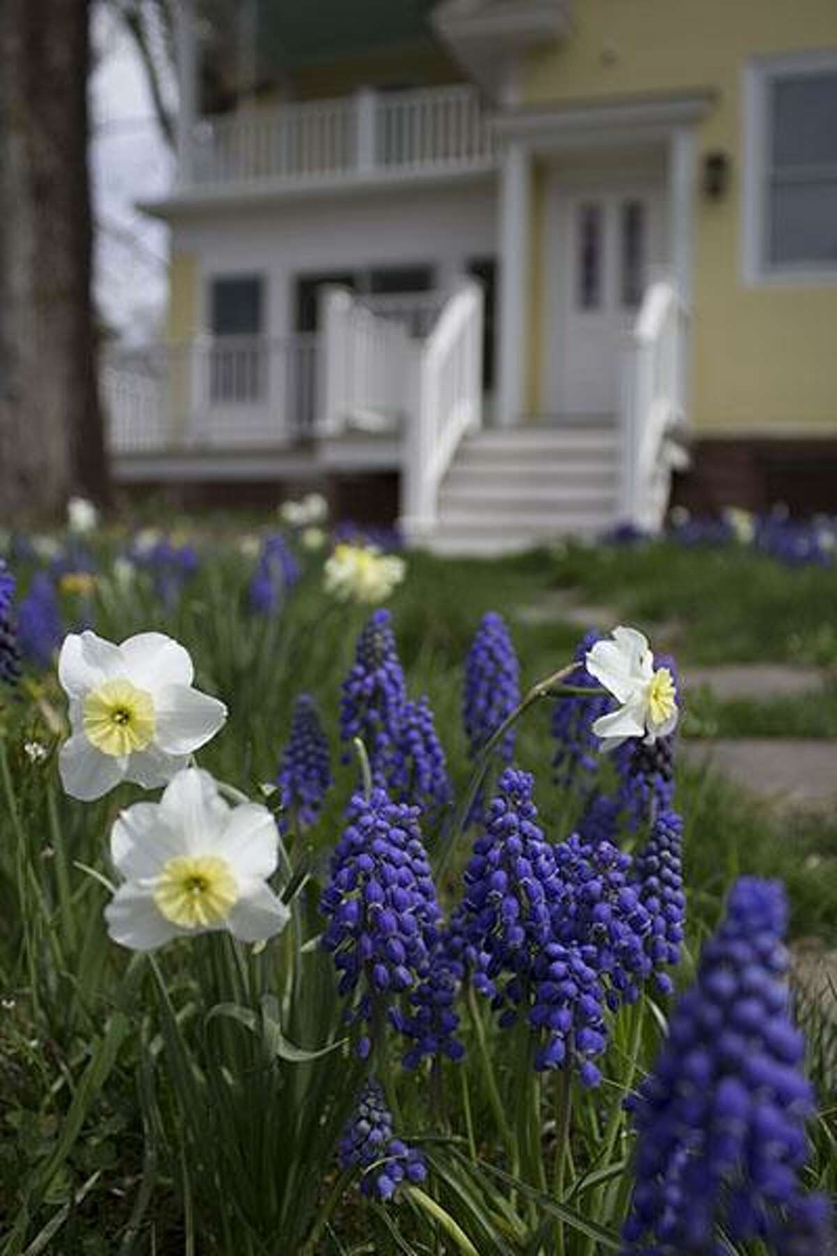 Colorblends House & Spring Garden in Bridgeport will be open to the public Saturday through May 14. The garden will be open dawn to dusk free of charge. Find out more. 