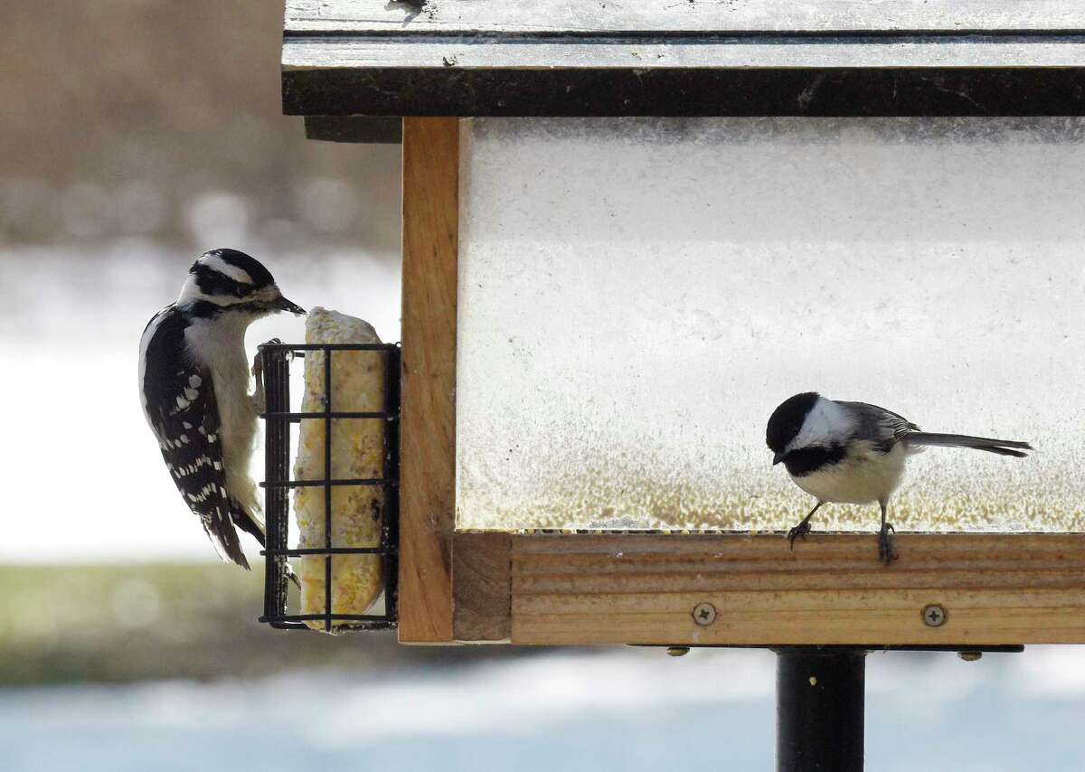A woodpecker, left, and chickadee perch on a birdfeeder at Greenwich Point Park in Old Greenwich, Conn. Thursday, March 22, 2018. Wednesday's snowstorm accumulated about five inches of snow, much less than originally anticipated.