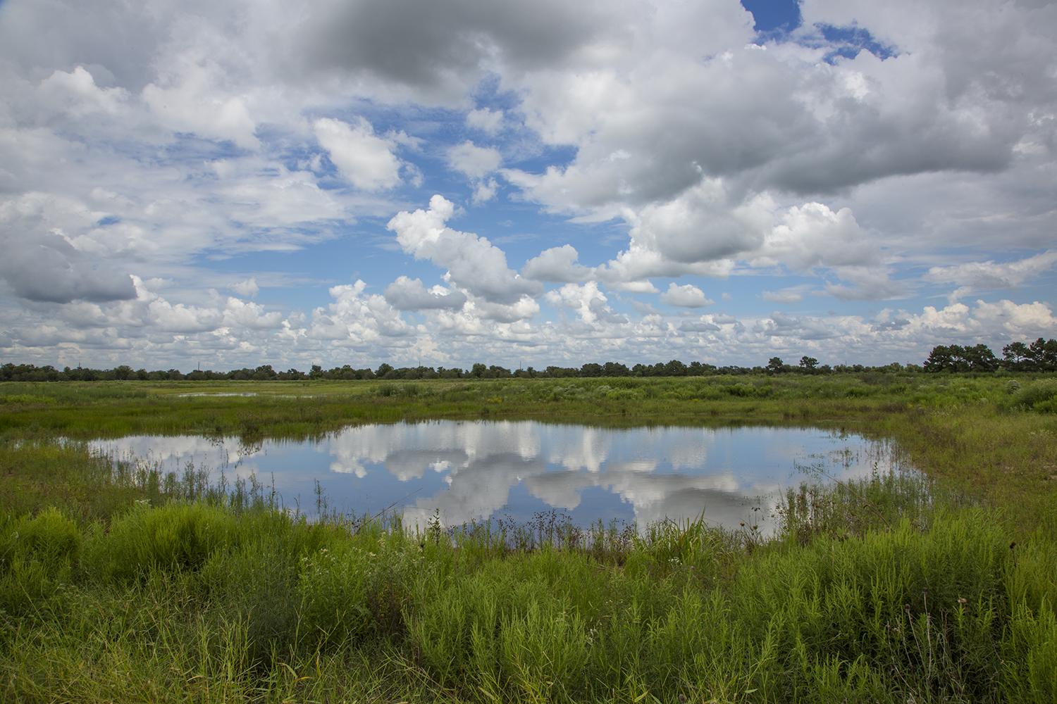 After Harvey, Houston has to get greener