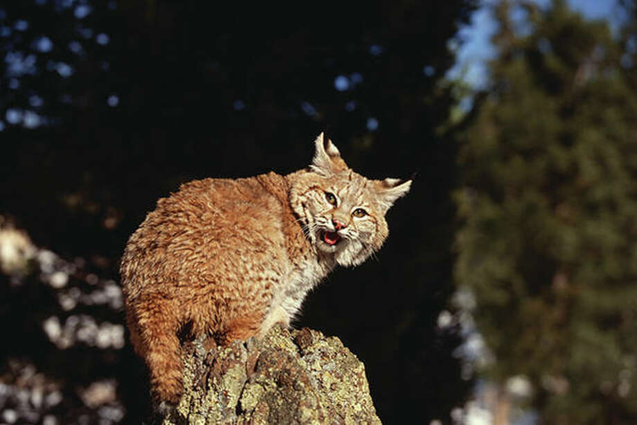 West central Illinois has significant bobcat harvest Jacksonville