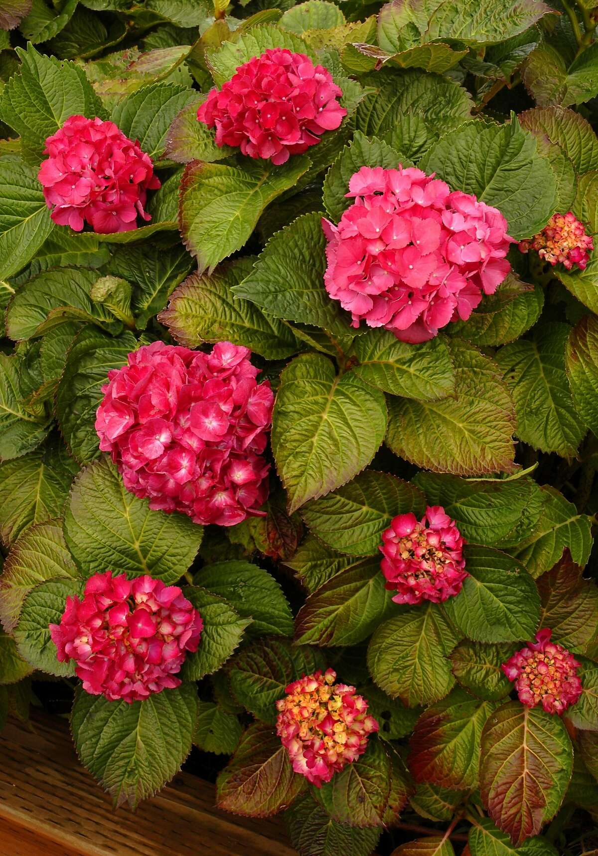 How do flowers get their color and can I change it?