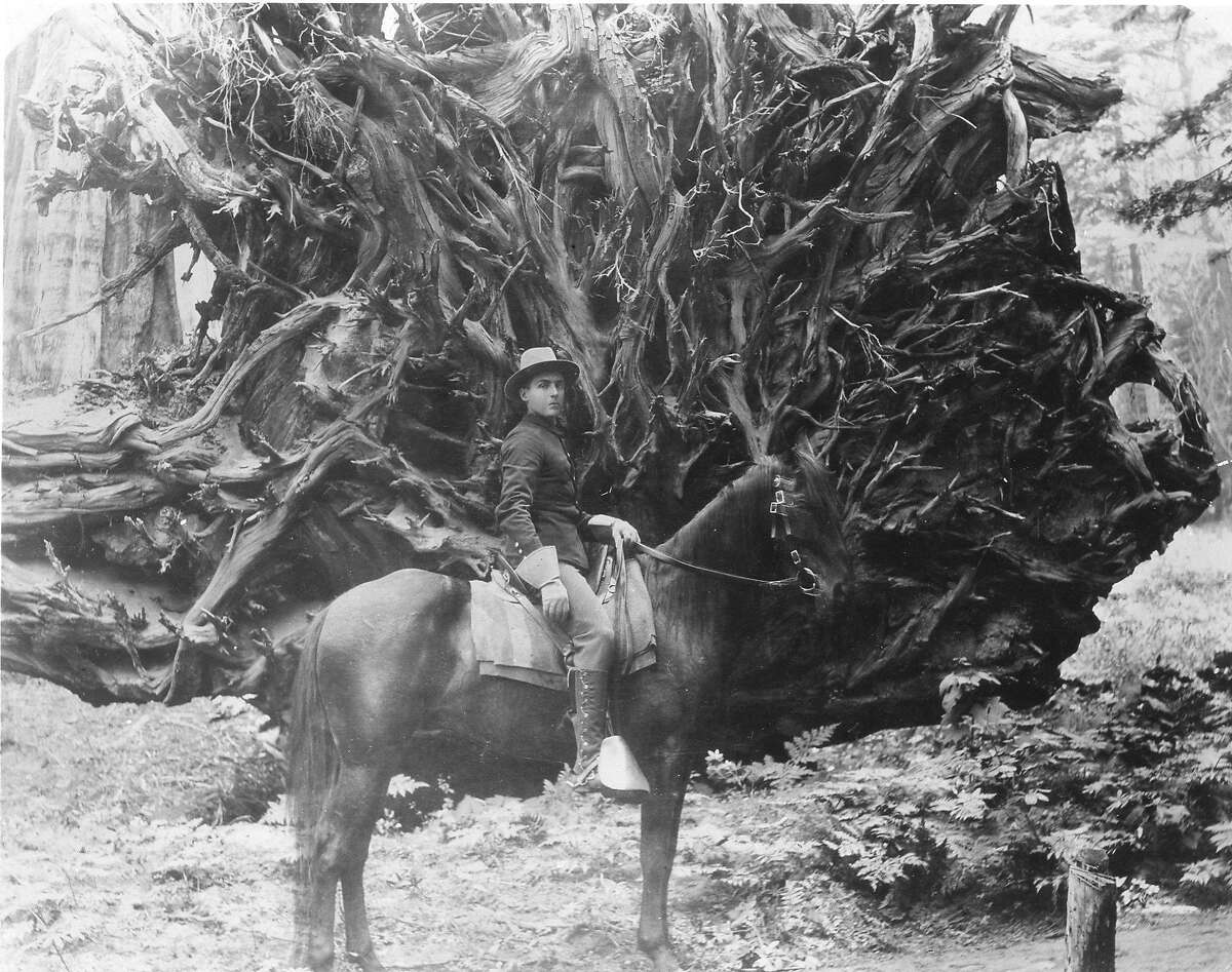 Cavalry trooper of the U.S. Army at the base of the fallen Elephant's Foot Tree in the Mariposa Grove of Yosemite national Park, Photo dates from around 1900 Photo courtesy of the National Park Service Handout No credit