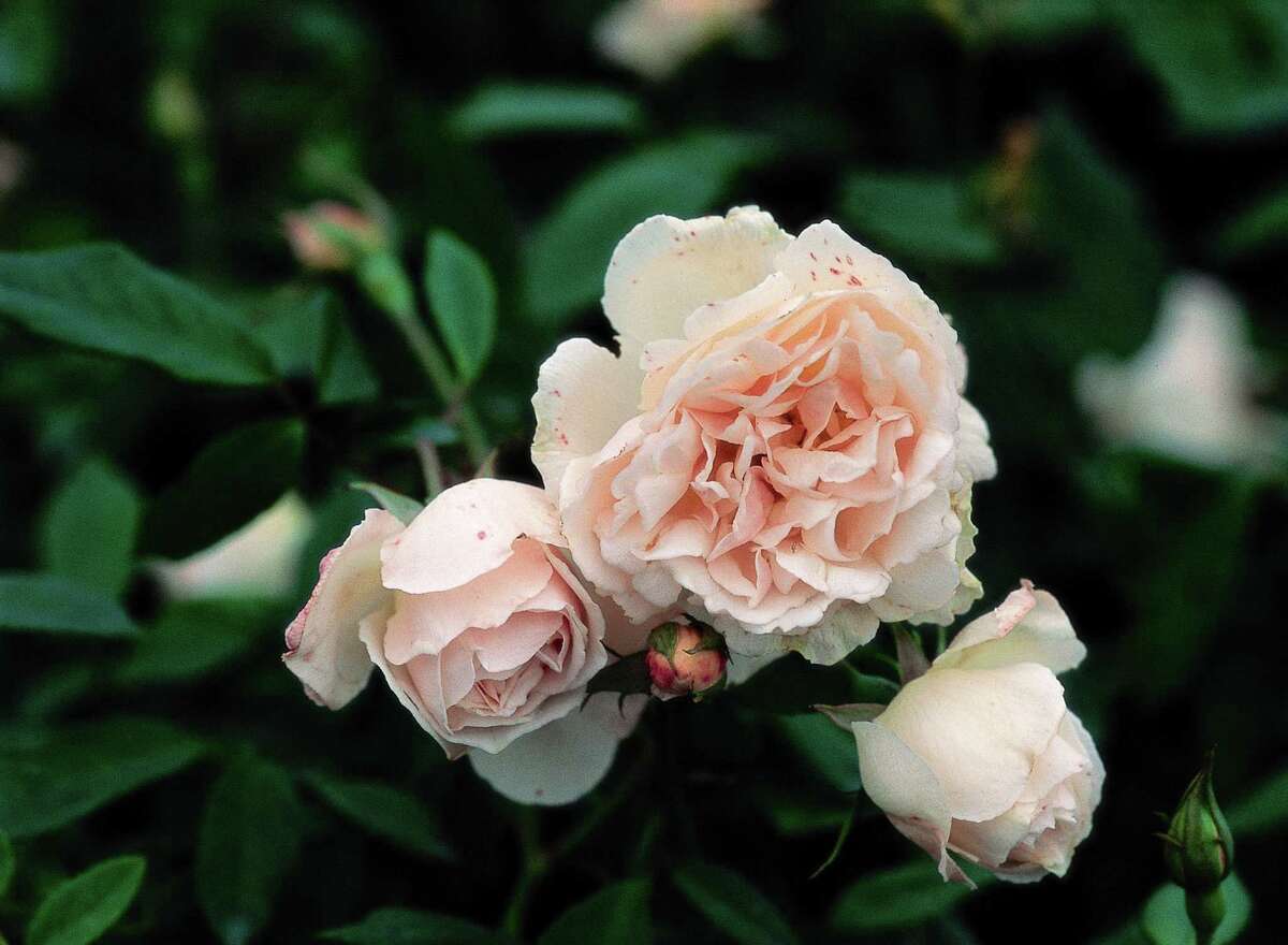 EarthKind roses are Texastough