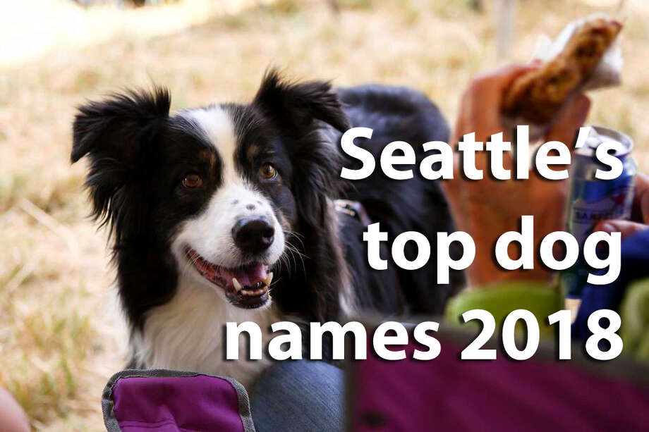 seattle dog license seattle dog license