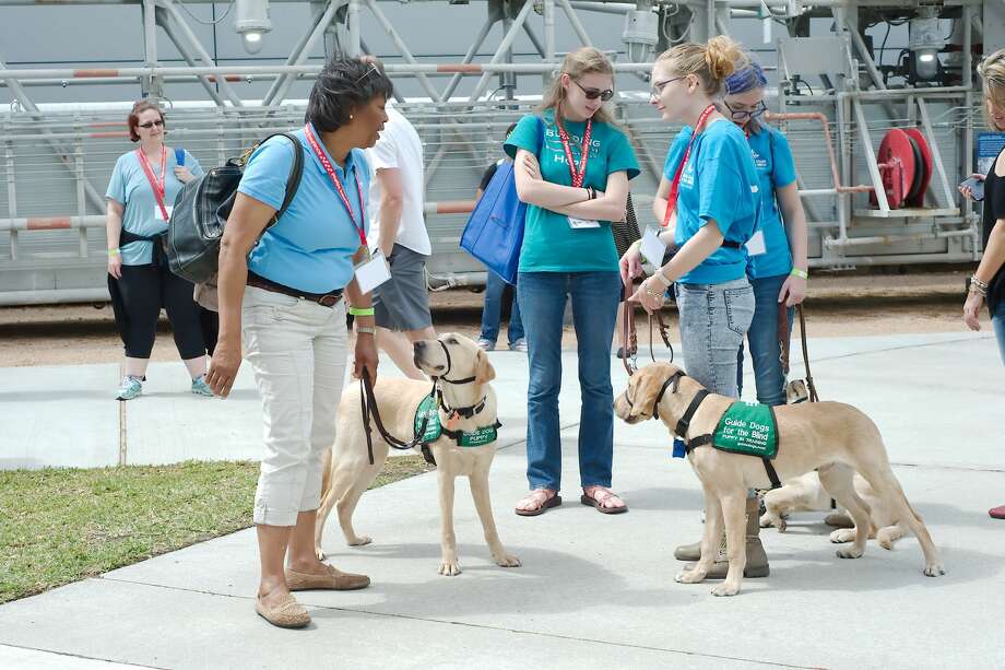 guide dogs for the blind learn about crowds and space at space