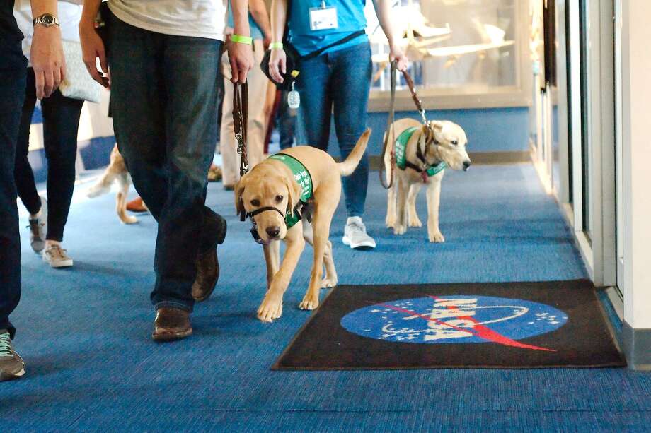 guide dogs for the blind learn about crowds and space at space