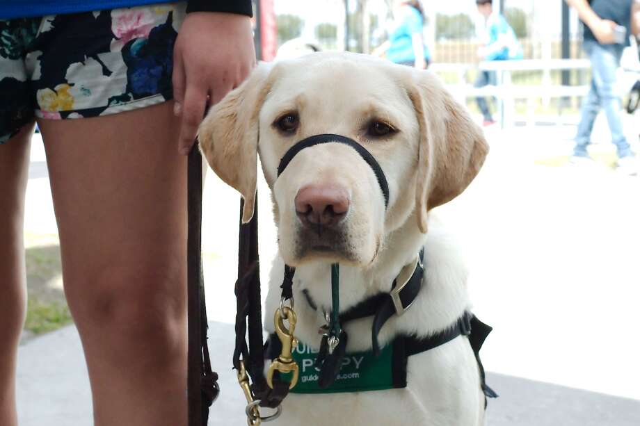 guide dogs for the blind learn about crowds and space at space