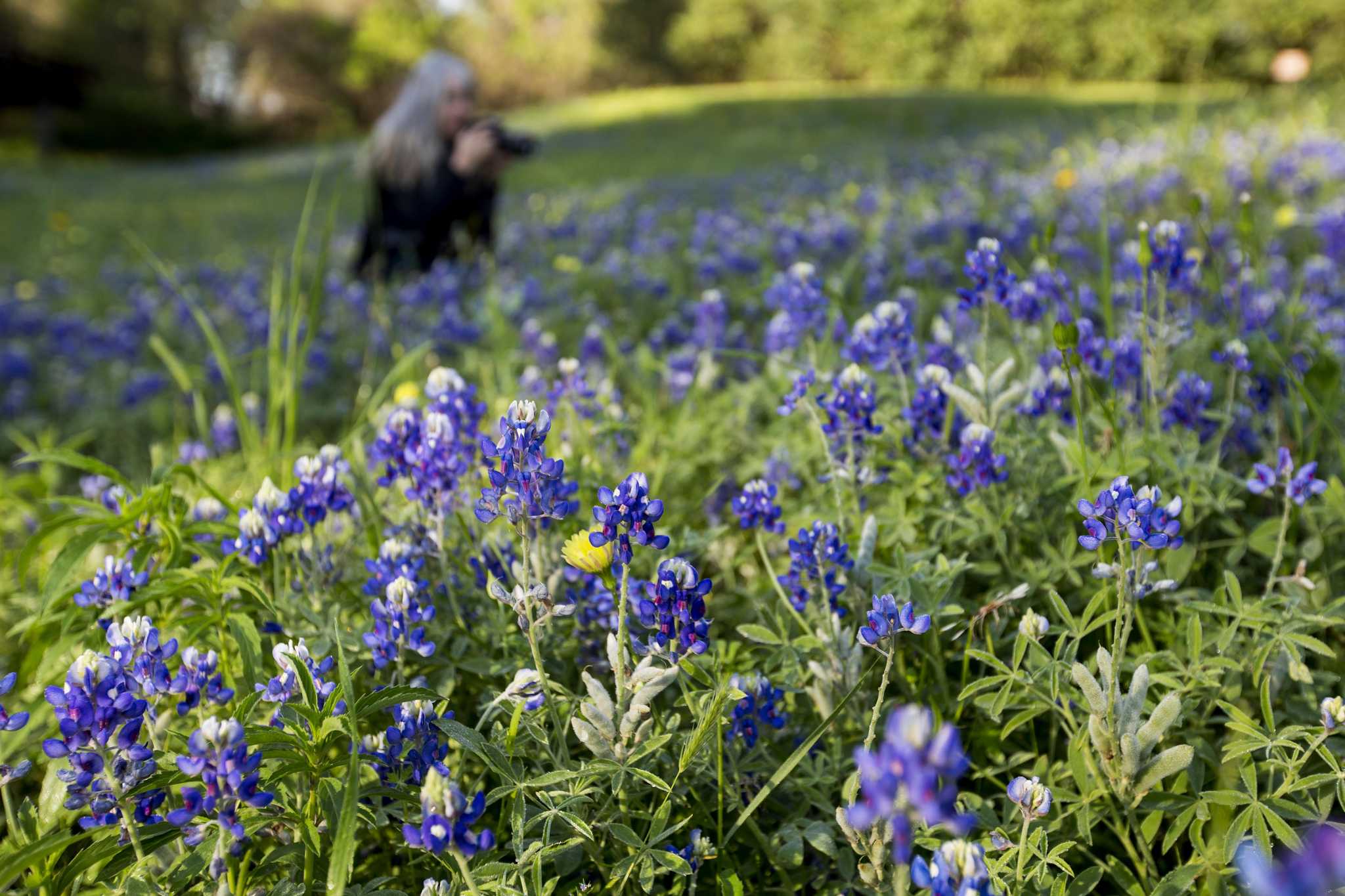 Blue Beauties Bluebonnets Are Starting To Pop Up Across Texas