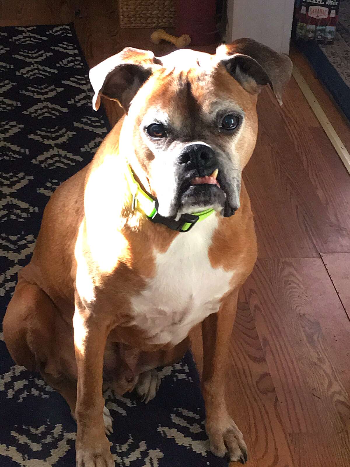 Photos 'Ugly' dogs of the Capital Region