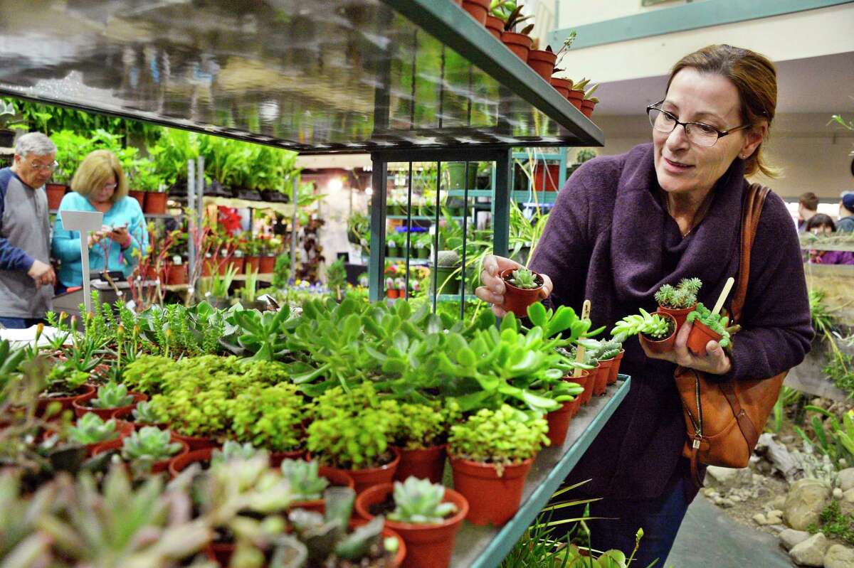 Springing for succulents