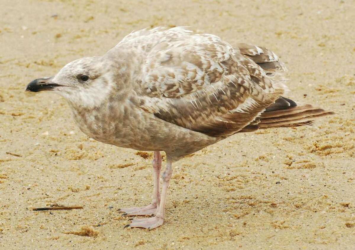 Herring gull is easy to spot with orange mark