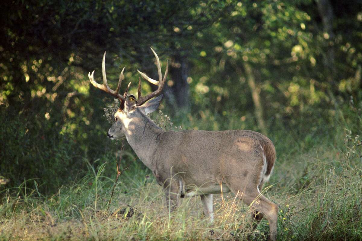 Longer whitetail deer season in North Zone shot down