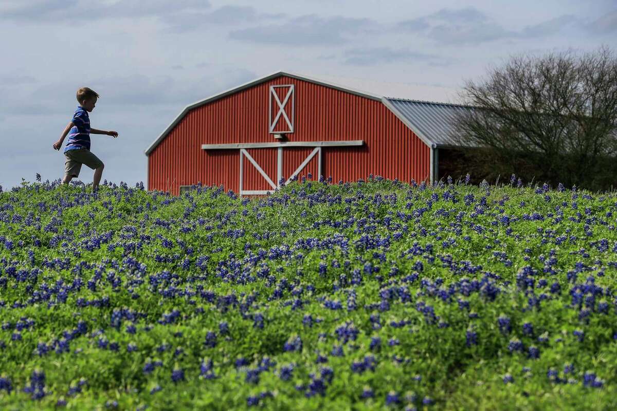 BC-TX--Exchange-Texas Bluebonnets James Pence, 7, walks through a field of bluebonnets at a safe viewing area at First Baptist Church of Chappell Hill Friday, March 23, 2018 in Chappell Hill.
