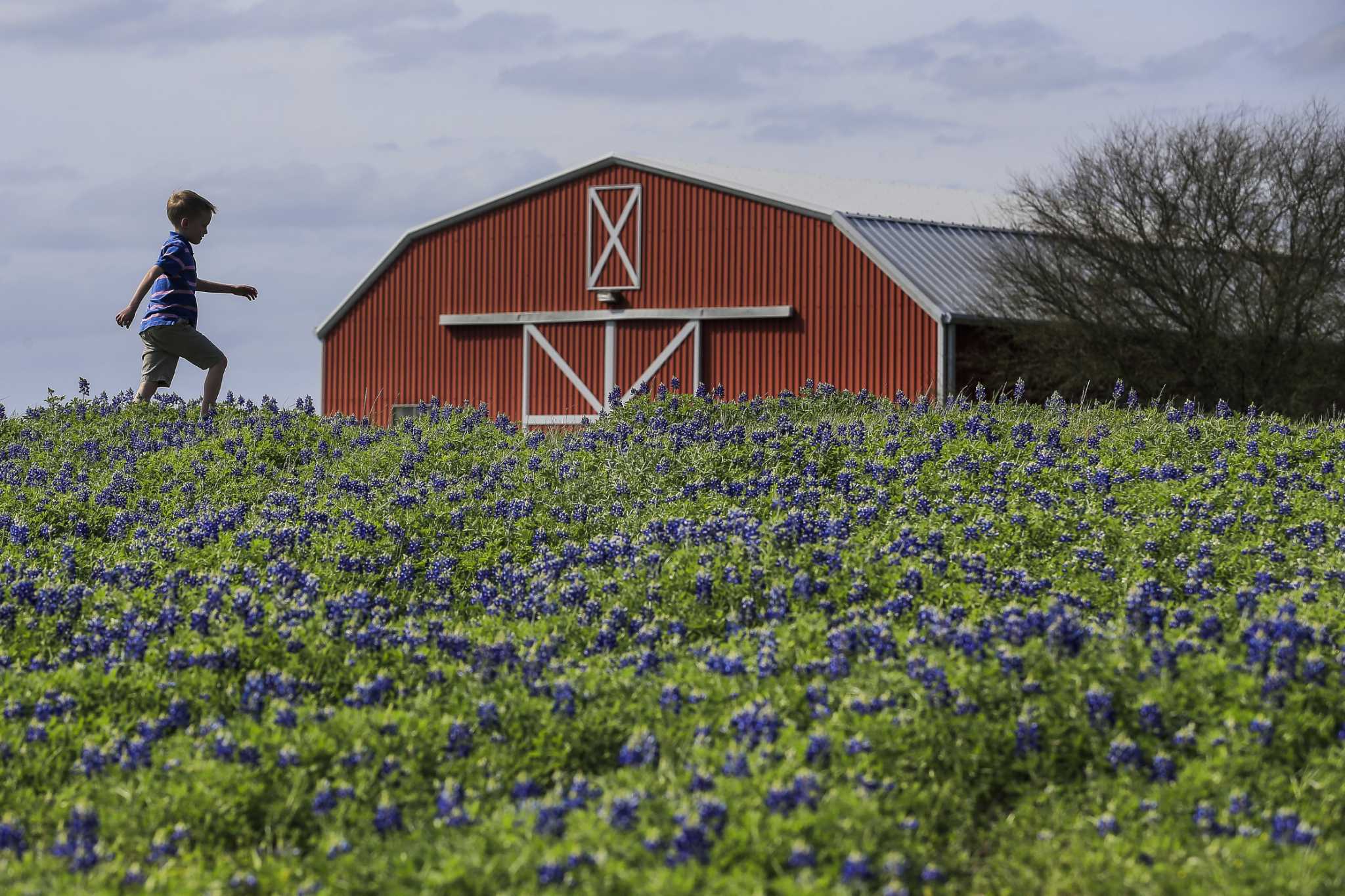 Despite Harvey S Rains Bluebonnet Season Shaping Up To Be