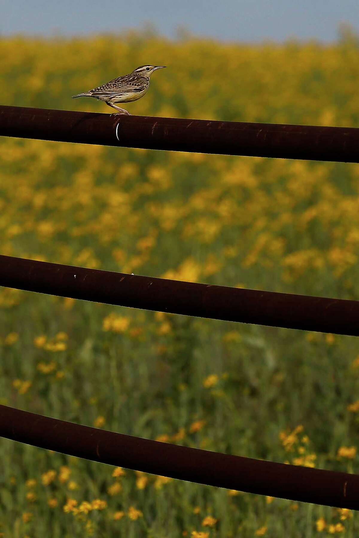 A bird sits on a fence next to a field of flowers Friday, March 23, 2018 near Brenham.