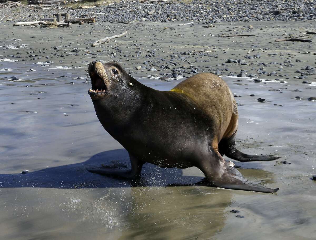 A California sea lion heads towards the Pacific Ocean after being released in Newport, Ore., March 14, 2018. (AP Photo/Don Ryan)