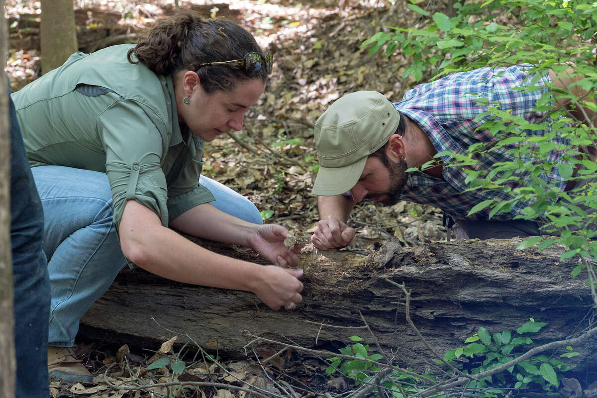Rice University ecologists Sarah Bengston and Tom Miller examine ants at Big Thicket National Preserve near Beaumont. >>> Click through to see other dangerous creatures that come out after big floods in Houston