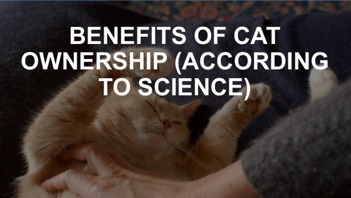 Benefits to Cats